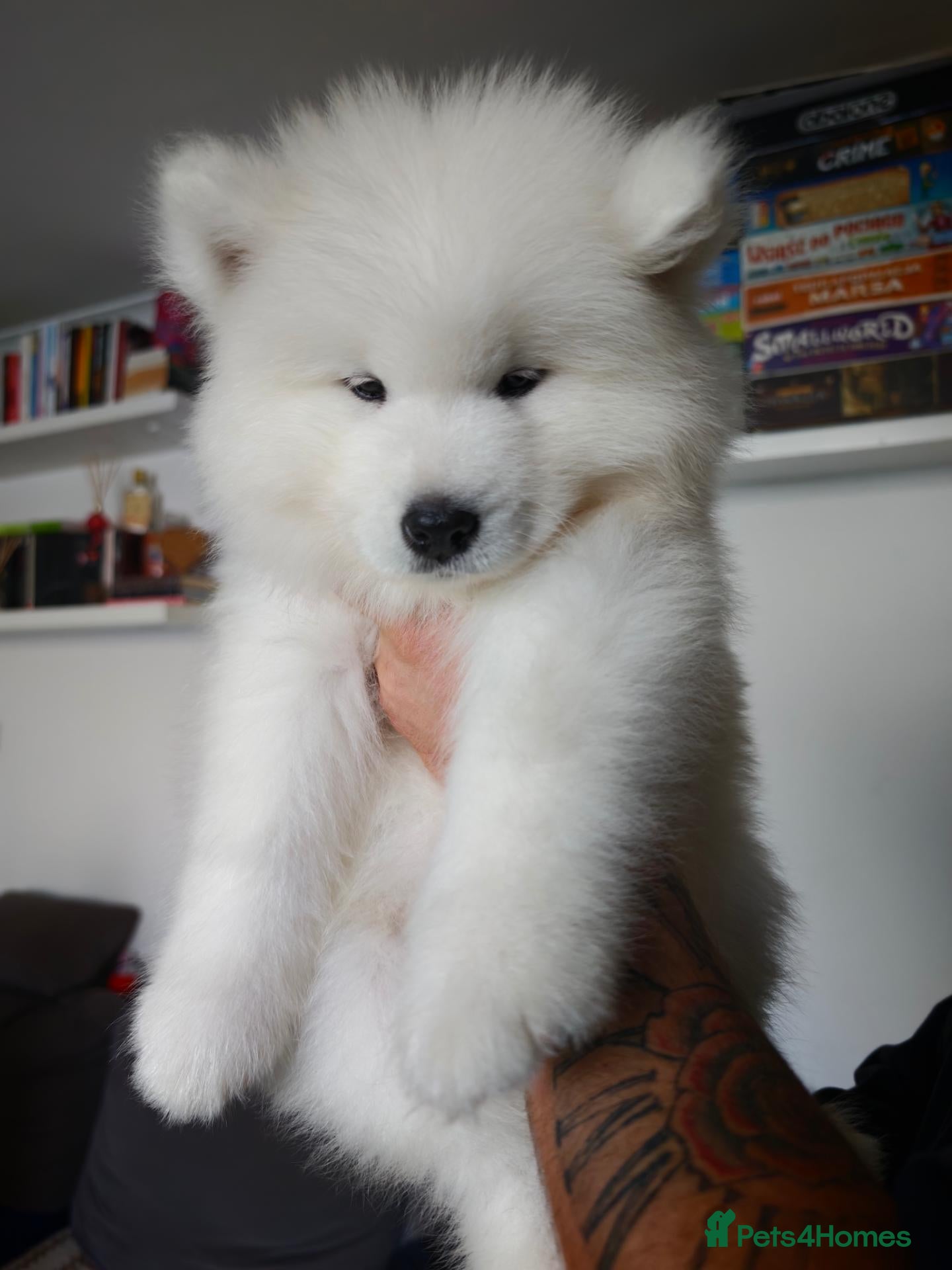 Samoyed dogs Kc reg. Pups ready to go :) - Advert 2