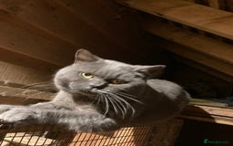 British Shorthair cats for sale: Healthy, happy kittens - Image 15