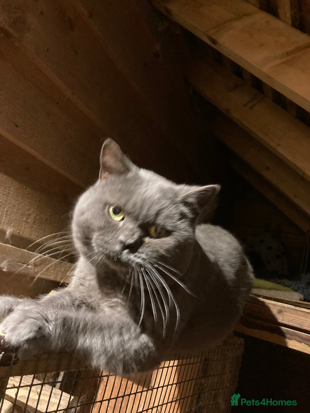 British Shorthair cats for sale: Healthy, happy kittens - Image 15