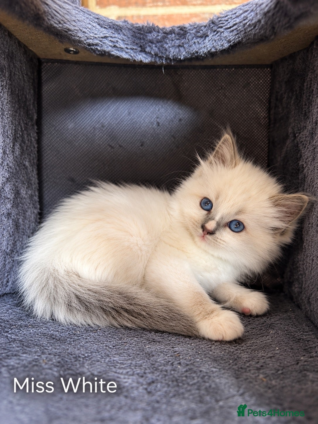 Ragdoll cats Stunning Ragdoll-Point Kittens  Champion Bred Sire - Advert 2