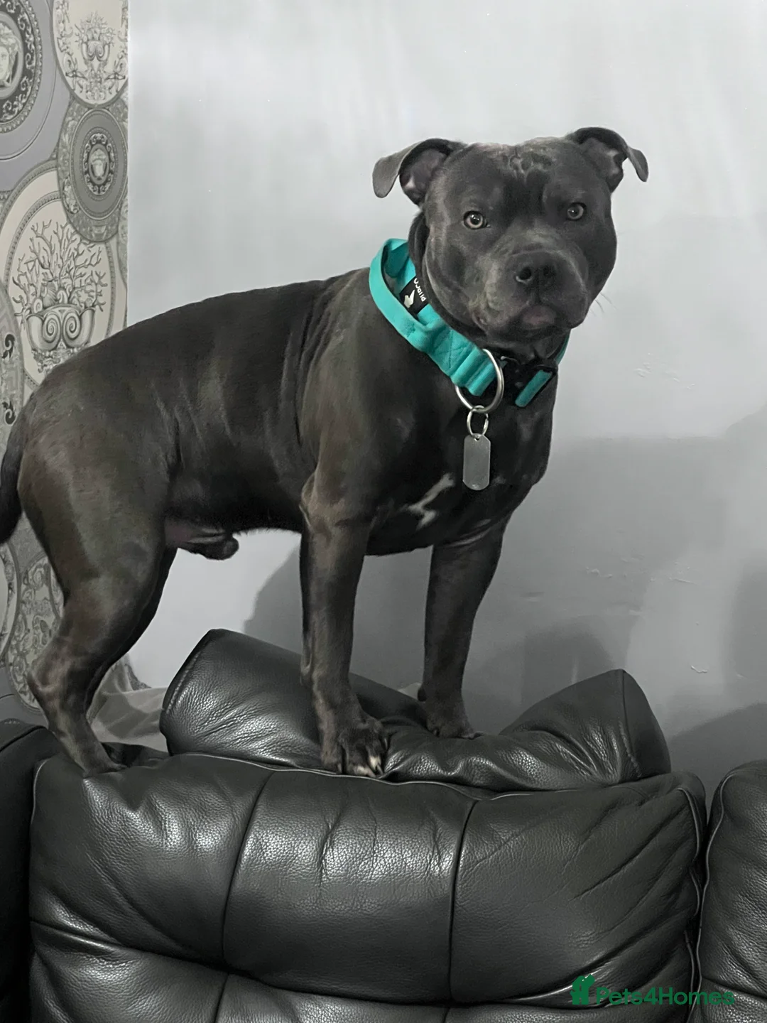 Staffordshire Bull Terrier dogs for stud: KC Registered Blue Staff Stud includes A.I - Advert 2