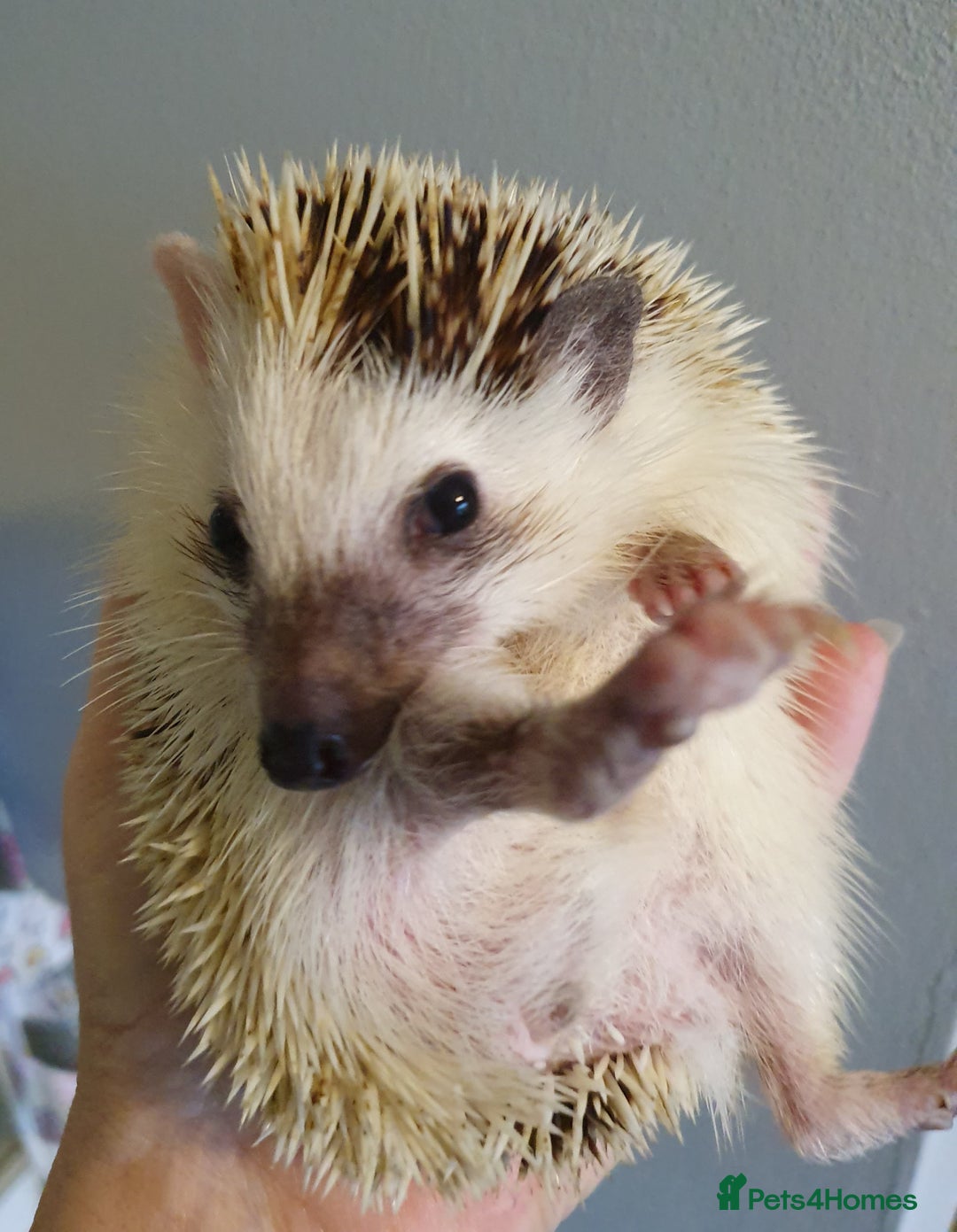 Pygmy Hedgehog rodents for sale: African pygmy hedgehogs - Advert 2