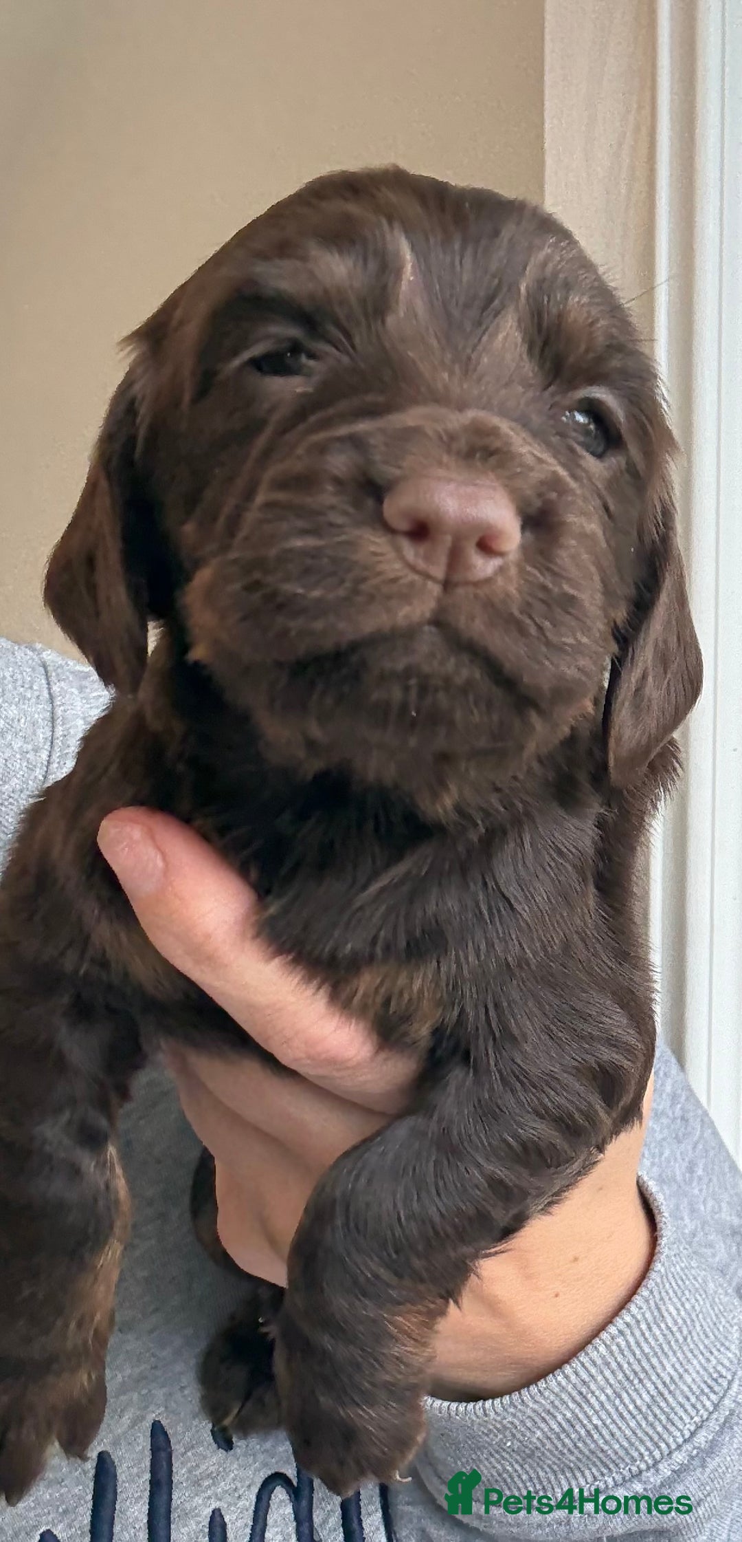 Cocker Spaniel dogs for sale: Only 1 pup left! Fantastic WCS health tested pup  - Image 11