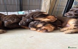 Cocker Spaniel dogs for sale: beautiful KC show cocker spaniel puppies  - Image 10