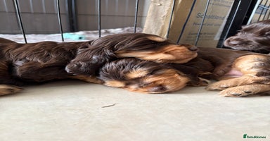 Cocker Spaniel dogs - Advert 1