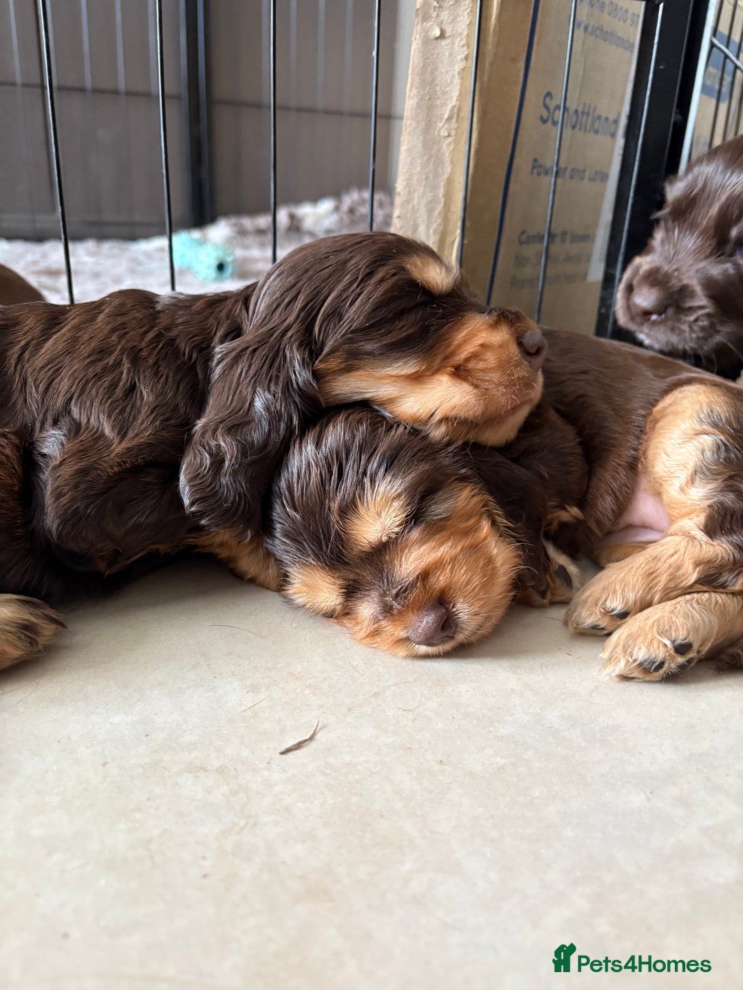 Cocker Spaniel dogs for sale: beautiful KC show cocker spaniel puppies  - Image 10