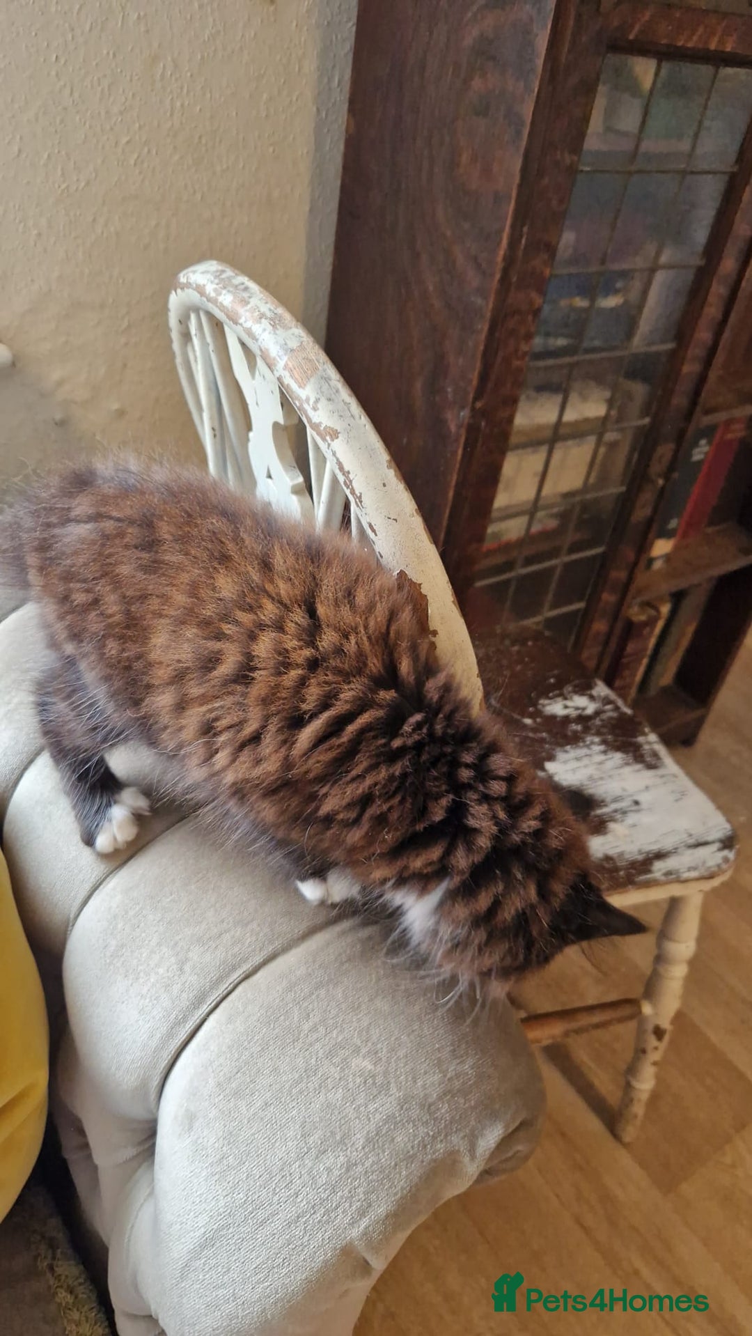 Mixed Breed cats for sale: Amazing fluff balls - Image 3