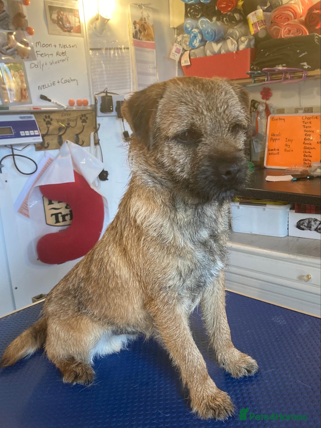 Border Terrier dogs for stud: MEET BODIE  in Maidstone - Image 4