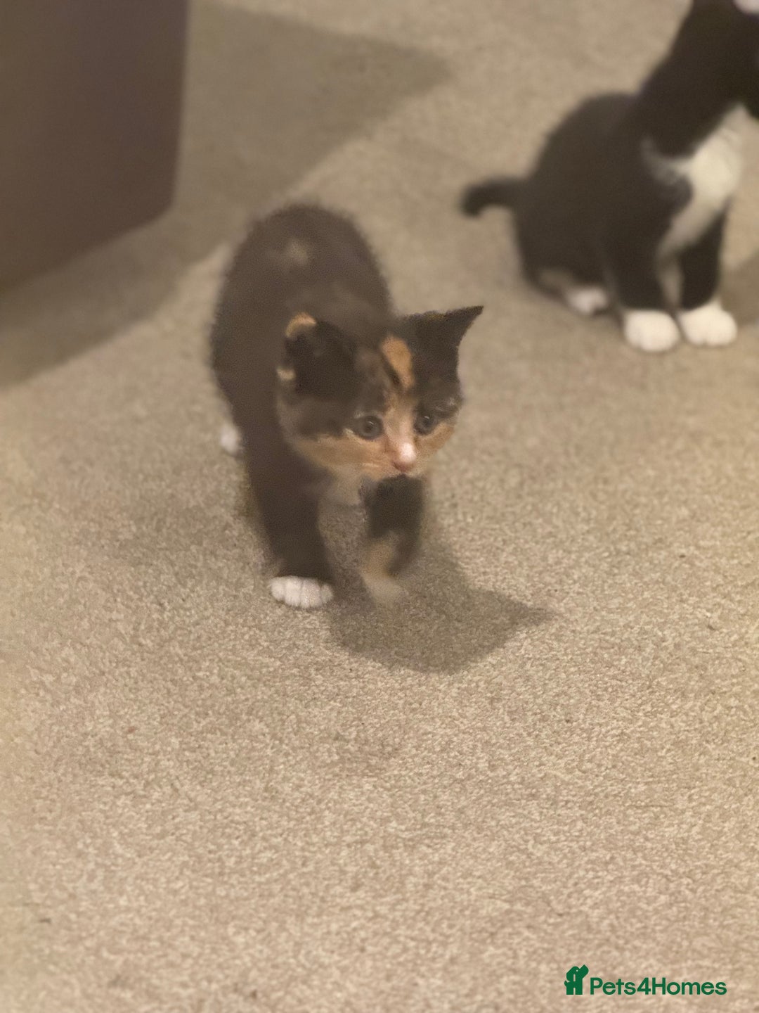Mixed Breed cats for sale: 🤩🤩 10 beautifull fur babies 🤩🤩 - Advert 13