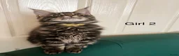 Maine Coon cats for sale: MONSTRUAL GIANTS! Elite MAINE COON Kittens  - Advert 5