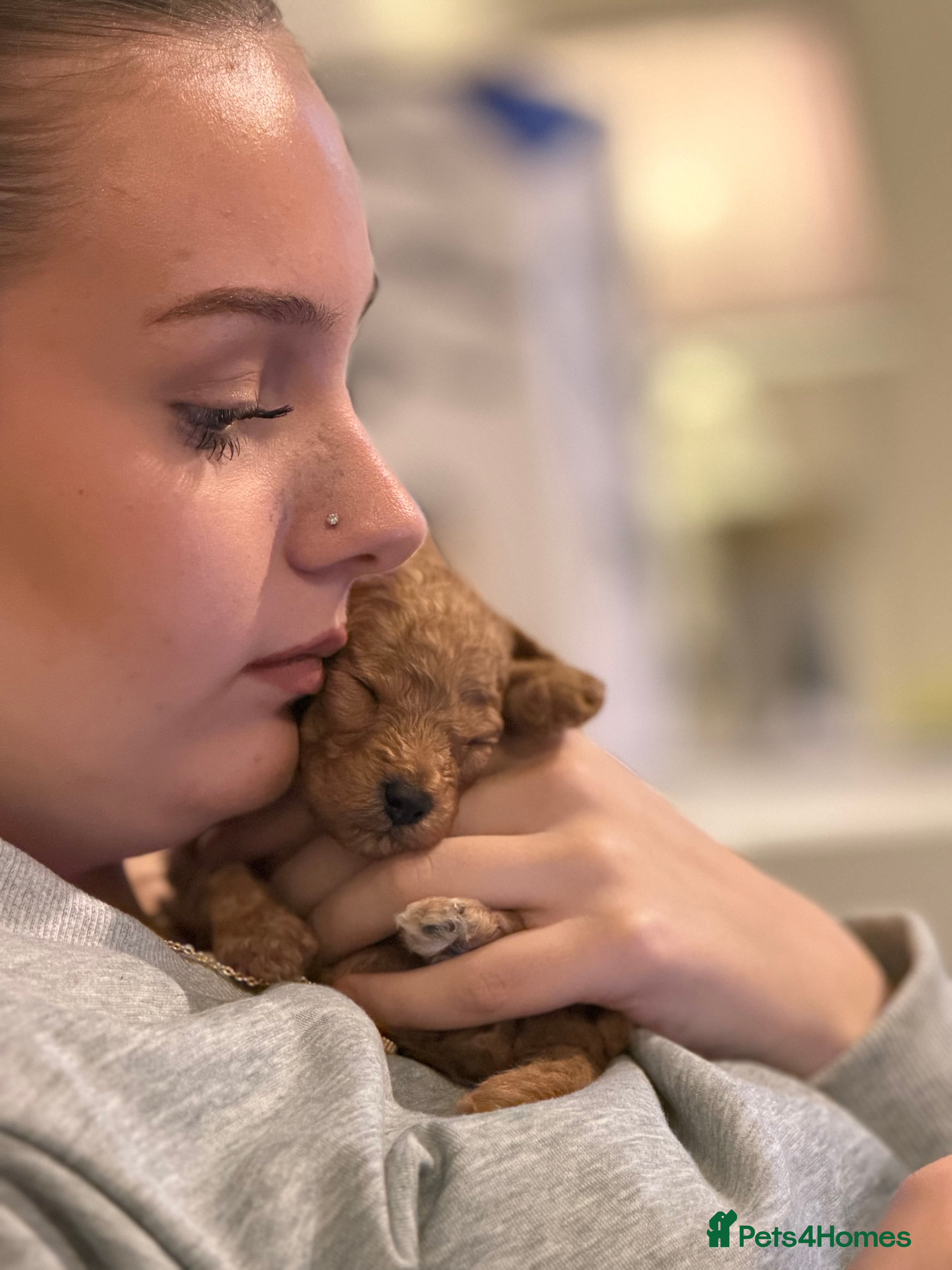 Toy Poodle dogs Toy Poodles - Advert 6