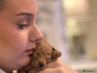 Toy Poodle dogs Toy Poodles - Advert 6