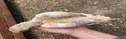 Chickens poultry for sale: Pair of Ko Shamos  - Advert 2