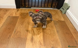 French Bulldog dogs for sale: Fluffy blue French bulldog boy - Advert 4