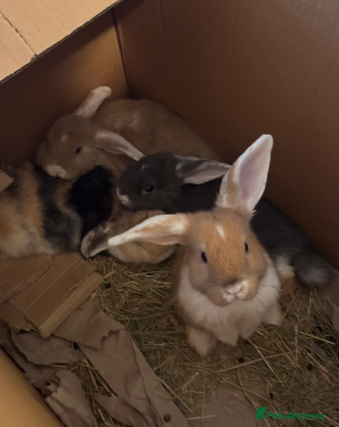 Mixed Breed rabbits for sale: Mini Lop cross rabbits for sale  in Leicester - Advert 2