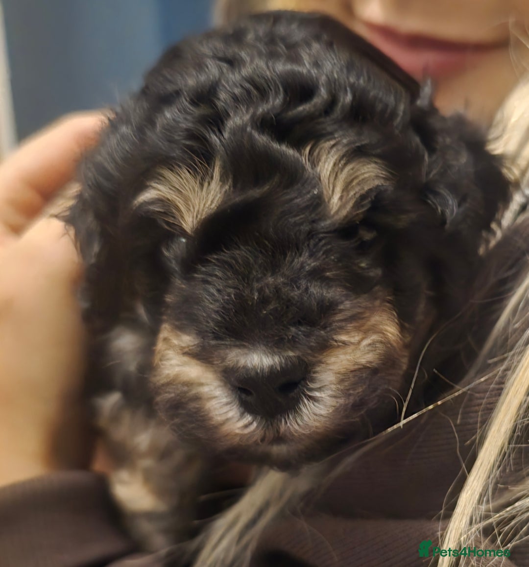 Cockapoo dogs for sale: Gorgeous cockerpoo puppies - Advert 4