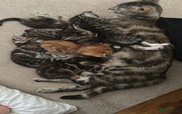 Mixed Breed cats for sale: Beautiful kittens - Image 17