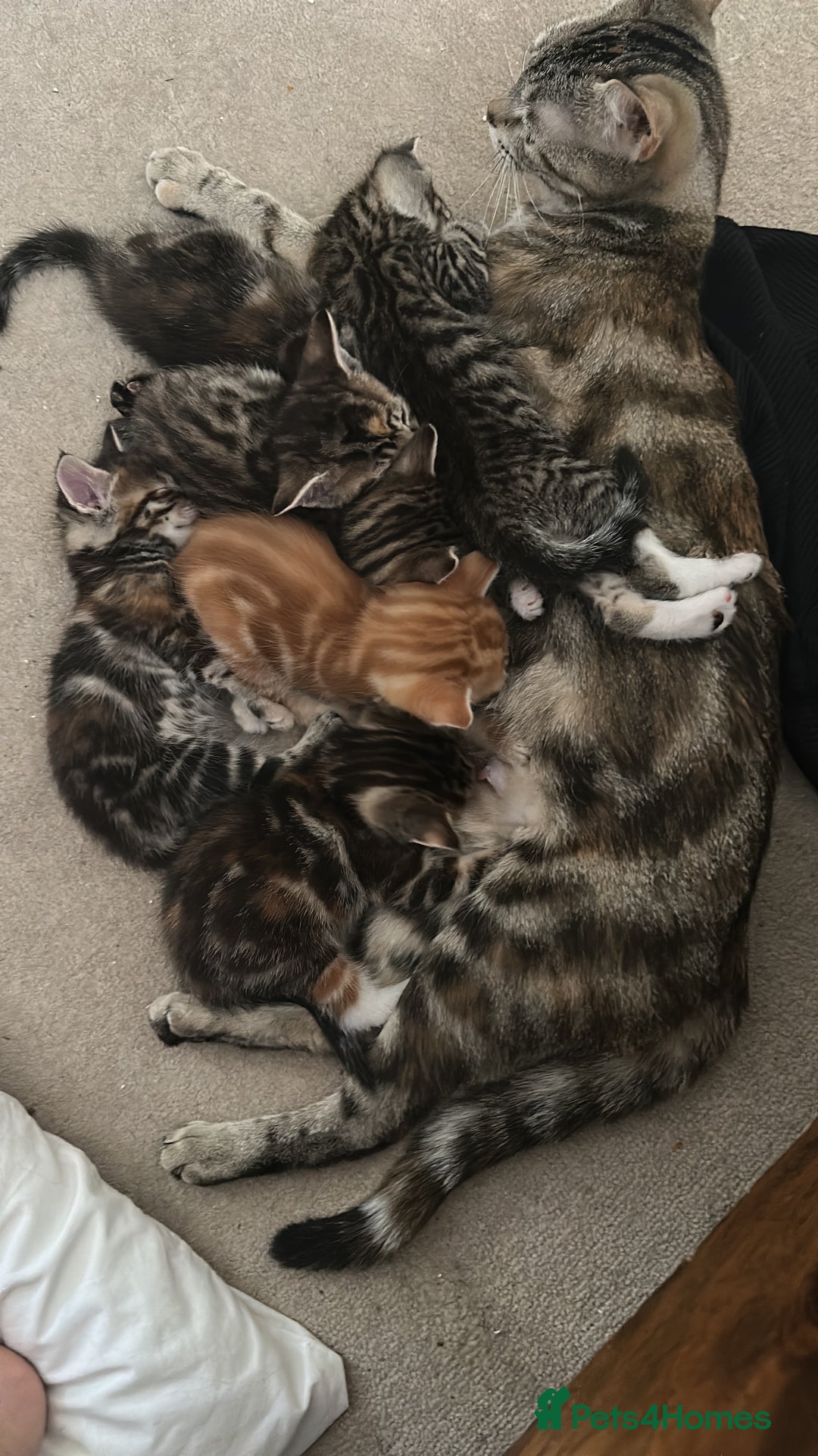 Mixed Breed cats for sale: Beautiful kittens - Image 17