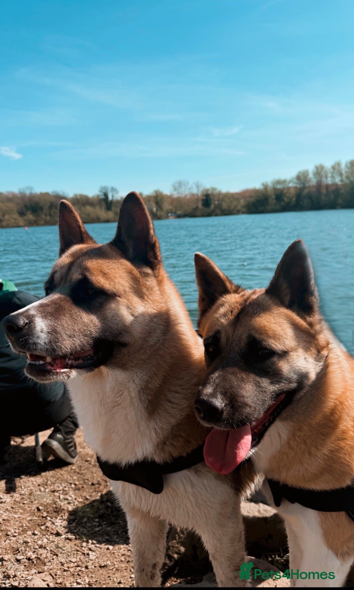 Akita dogs 2 American Akitas brother & sister - Advert 9