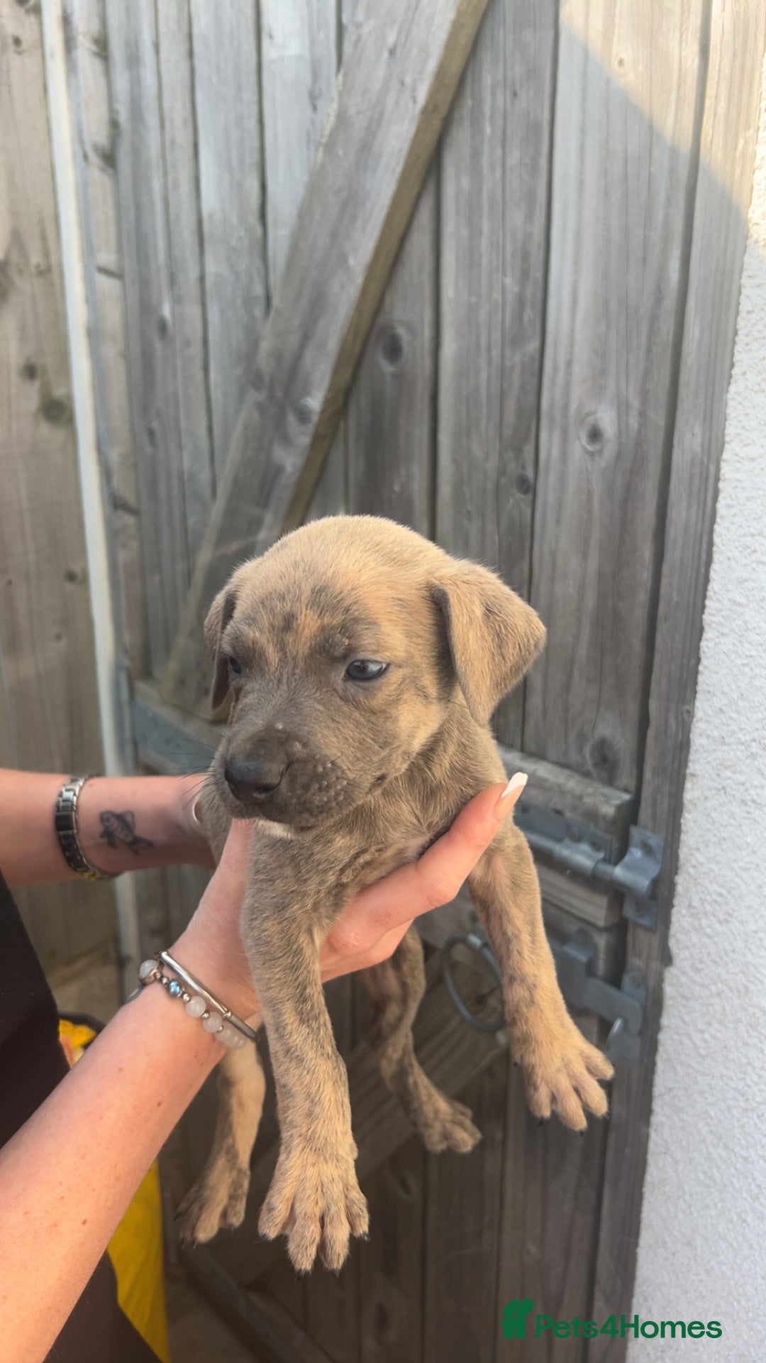 Mixed Breed dogs for sale: Outstanding terrier cross (bull Wheaton greyhound) - Image 6