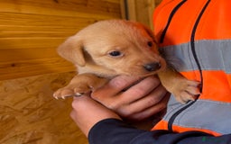 Labrador Retriever dogs for sale: Stunning kc registerd fox Red / Golders labradors  - Image 15