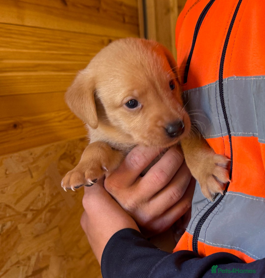 Labrador Retriever dogs for sale: Stunning kc registerd fox Red / Golders labradors  - Image 15