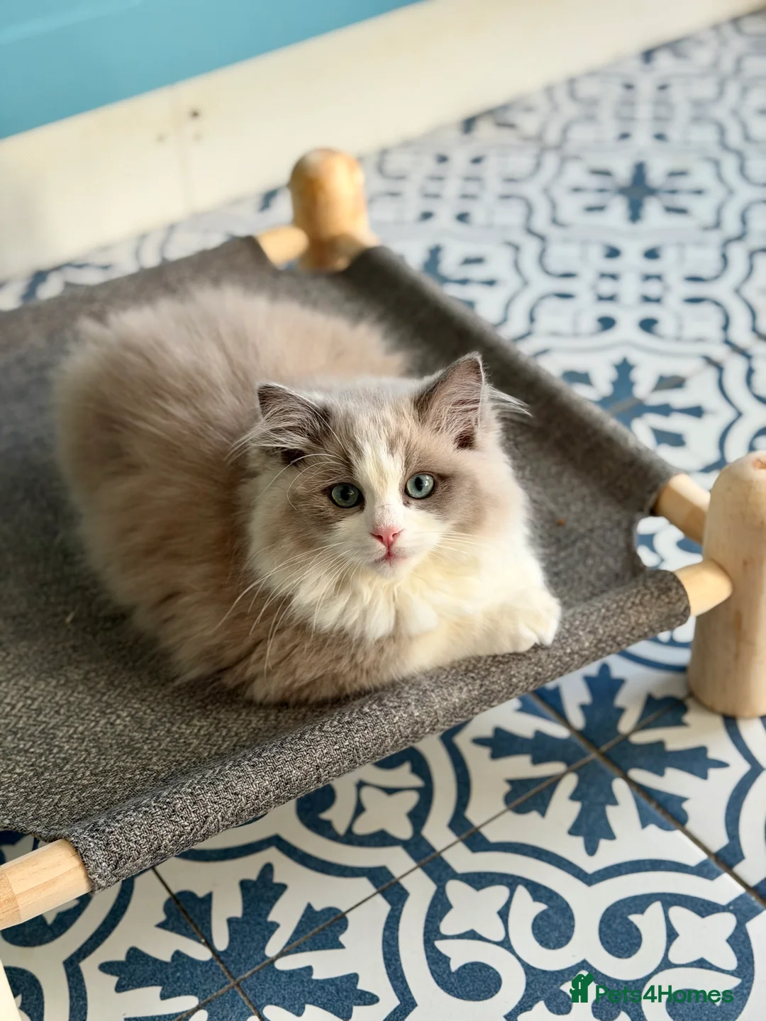 Ragdoll cats for sale: TICA registered cherubim kitten - Advert 8