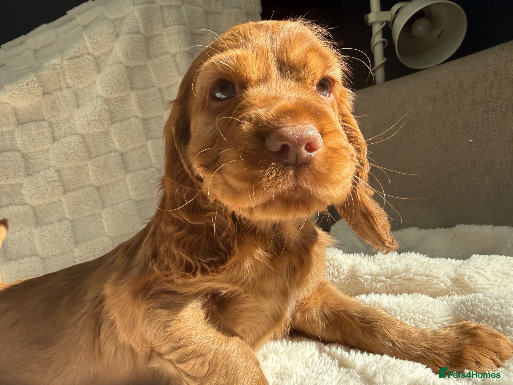 Cocker Spaniel dogs LAST 2 Gorgeous blue eyed boy KC registered cocker - Advert 2