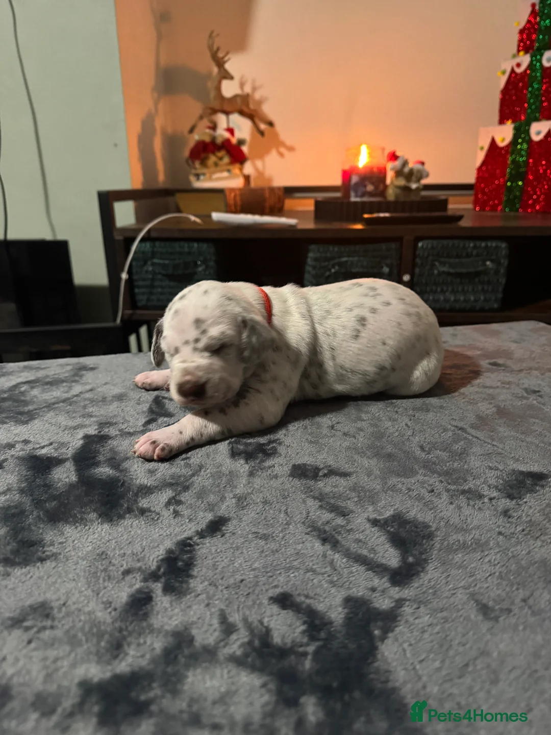 Dalmatian dogs for sale: 1 Boy Left!!! (KC Registered dalmatian pups)!!) - Advert 19