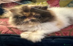 Persian cats for sale: Beautiful Calico pedigree Persian female kitten  - Image 4
