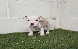 Staffordshire Bull Terrier dogs for sale: Kc Staffordshire bull terrier puppies  - Image 9