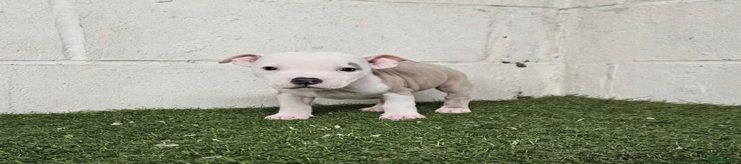 Staffordshire Bull Terrier Puppy 4
