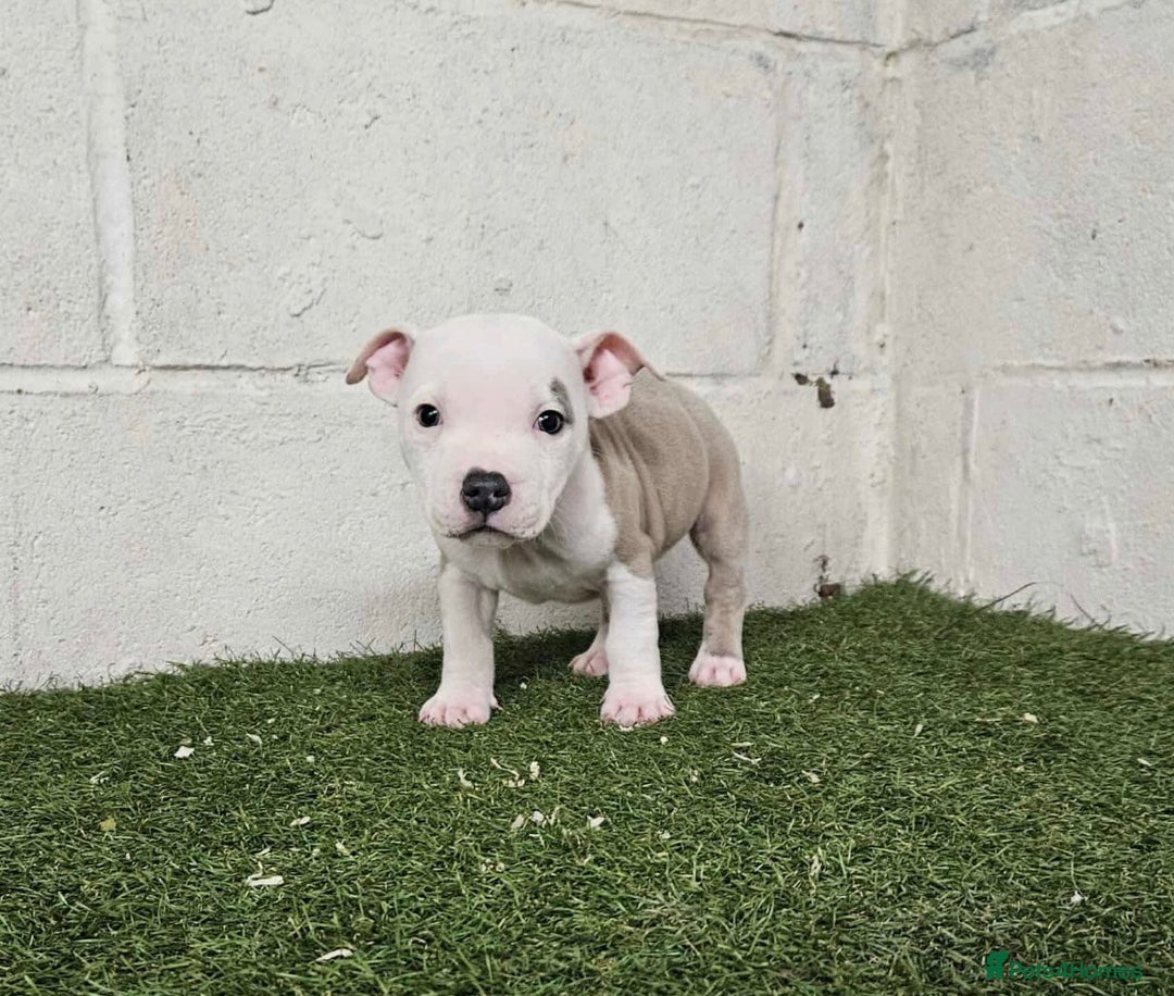 Staffordshire Bull Terrier dogs for sale: Kc Staffordshire bull terrier puppies  - Image 9