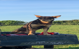 Australian Kelpie dogs for sale: Gorgeous Australian litter of kelpies  - Image 5