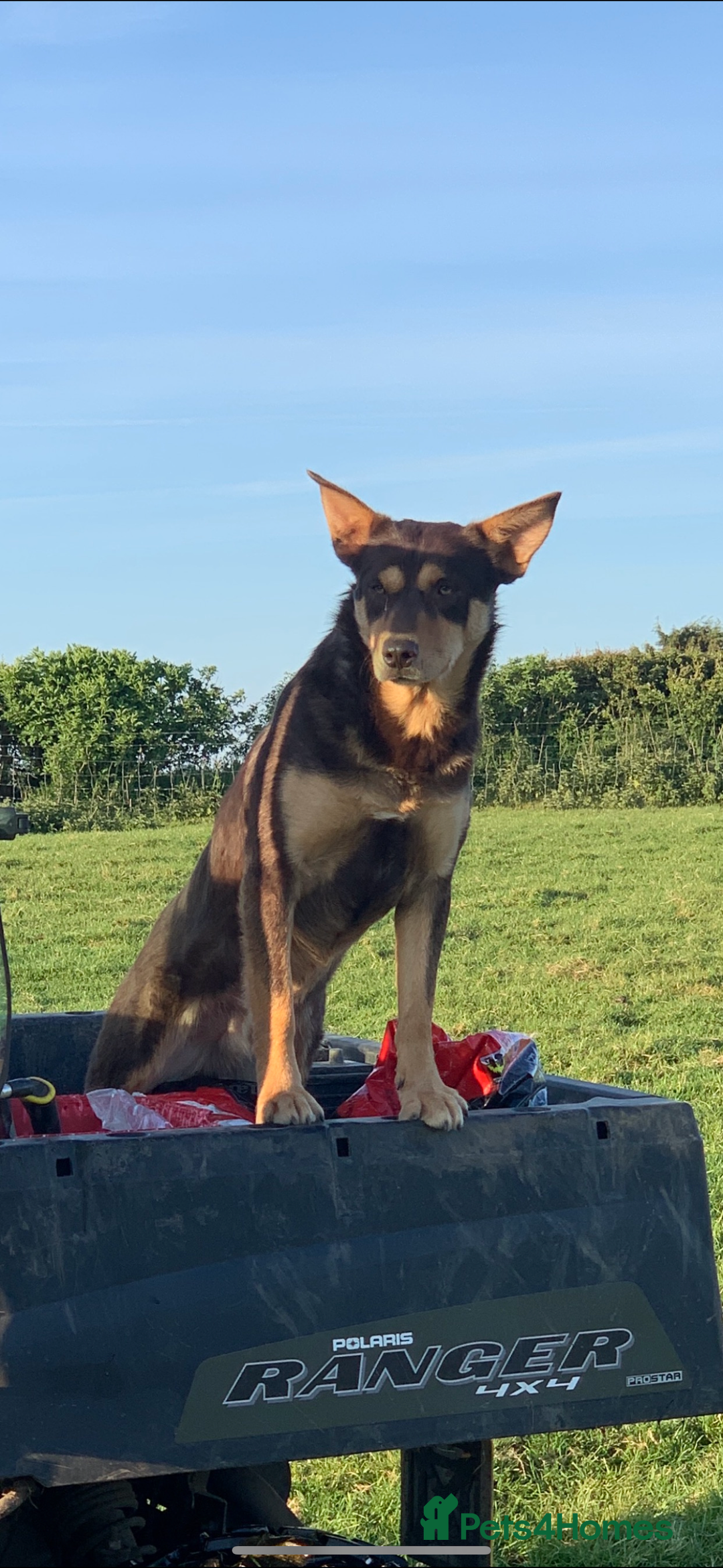 Australian Kelpie dogs for sale: Gorgeous Australian litter of kelpies  - Image 5