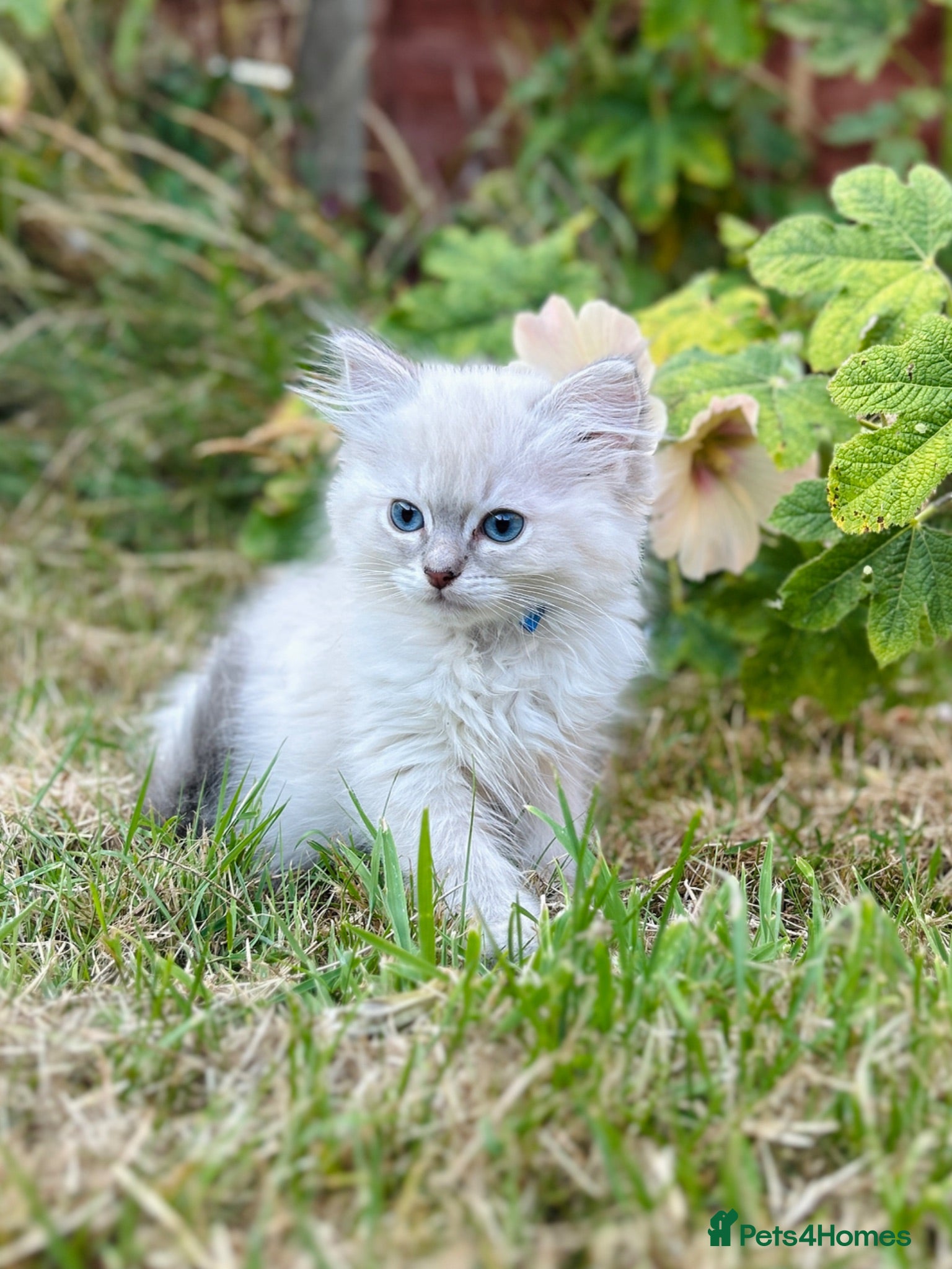Ragdoll cats Ready to leave! 1 Blue boy Ragdoll kitten  - Advert 9