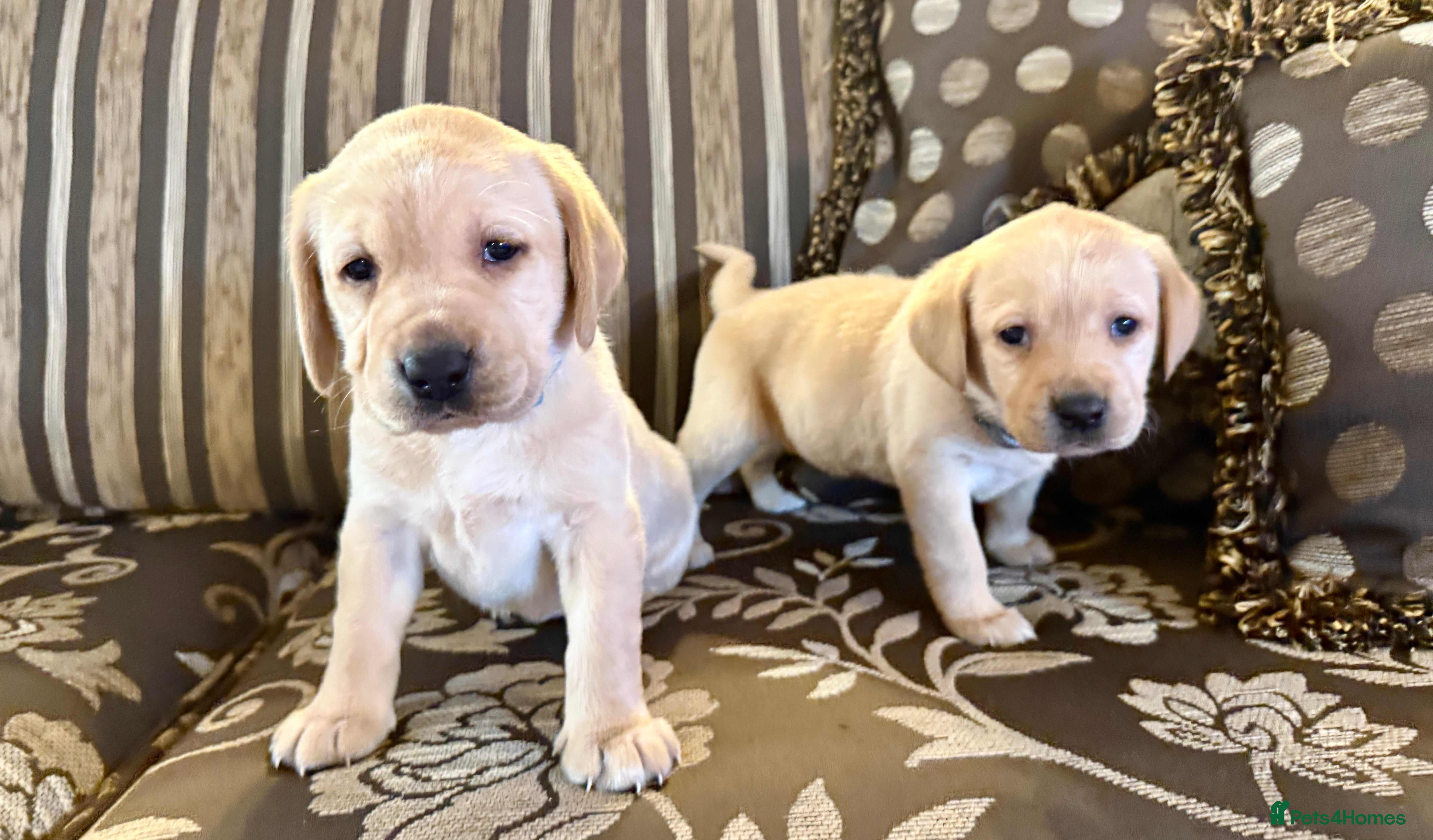 Labrador Retriever dogs Classic English show type Labrador puppies  - Advert 6