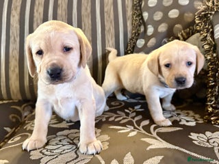 Labrador Retriever dogs Classic English show type Labrador puppies - Advert 12