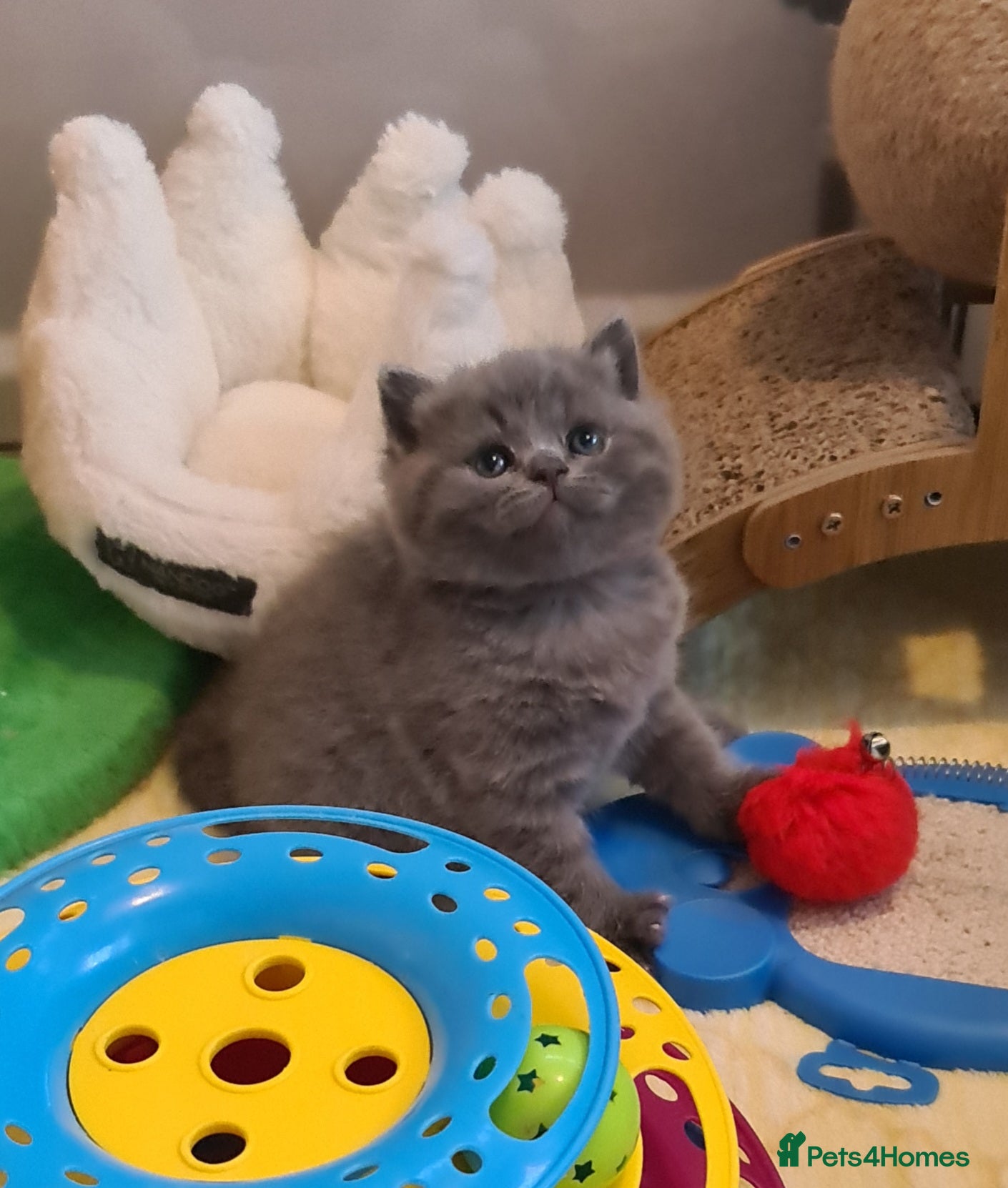 British Shorthair cats British ShortHair Kittens 💝GCCF  - Advert 2