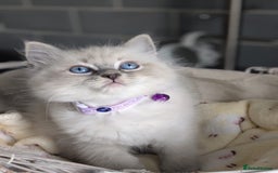 Ragdoll cats for sale: Beautiful Ragdoll kittens - Image 8