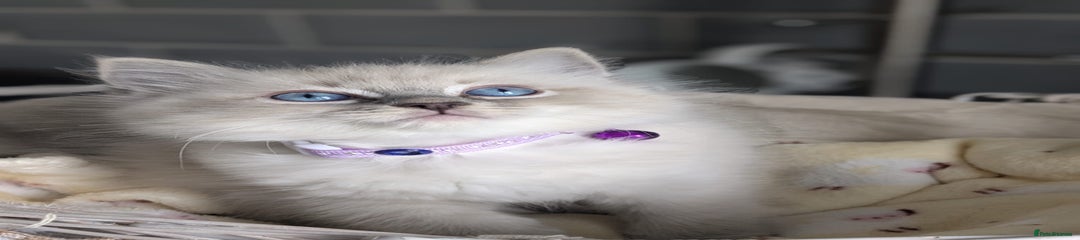 Ragdoll Kitten lynx