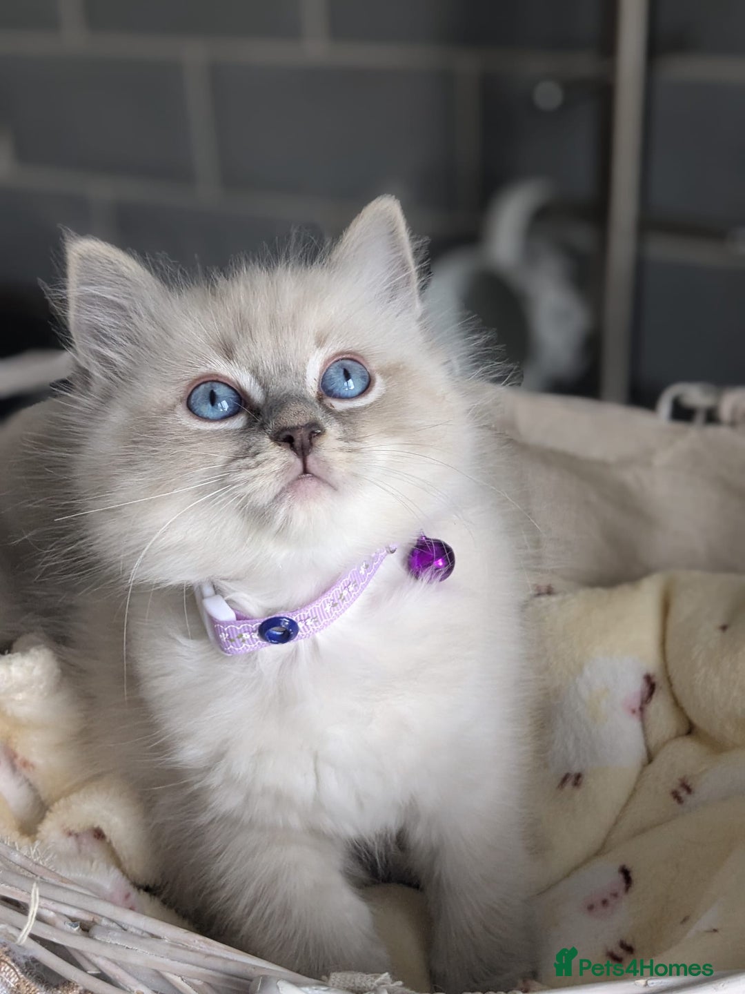 Ragdoll cats for sale: Beautiful Ragdoll kittens - Image 8