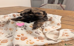 Shih Tzu dogs for sale: Adorable shih Tzu puppies  - Image 3