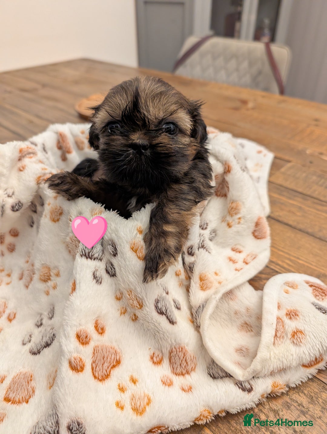 Shih Tzu dogs for sale: Adorable shih Tzu puppies  - Image 3