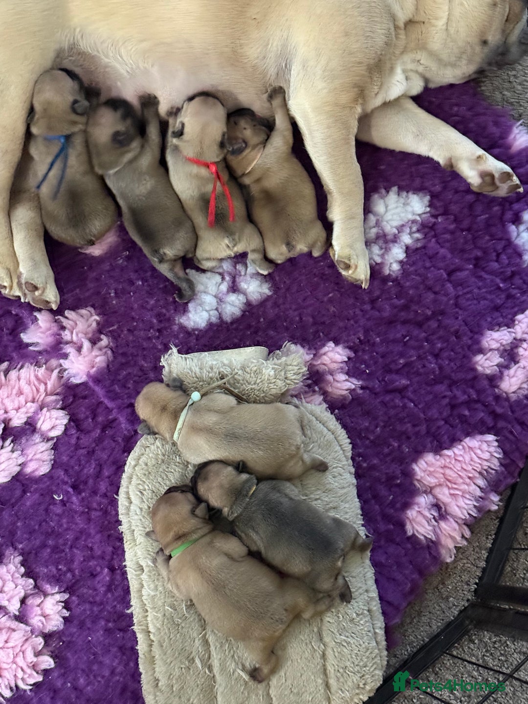 French Bulldog dogs for sale: Fawn French Bulldogs - Image 8