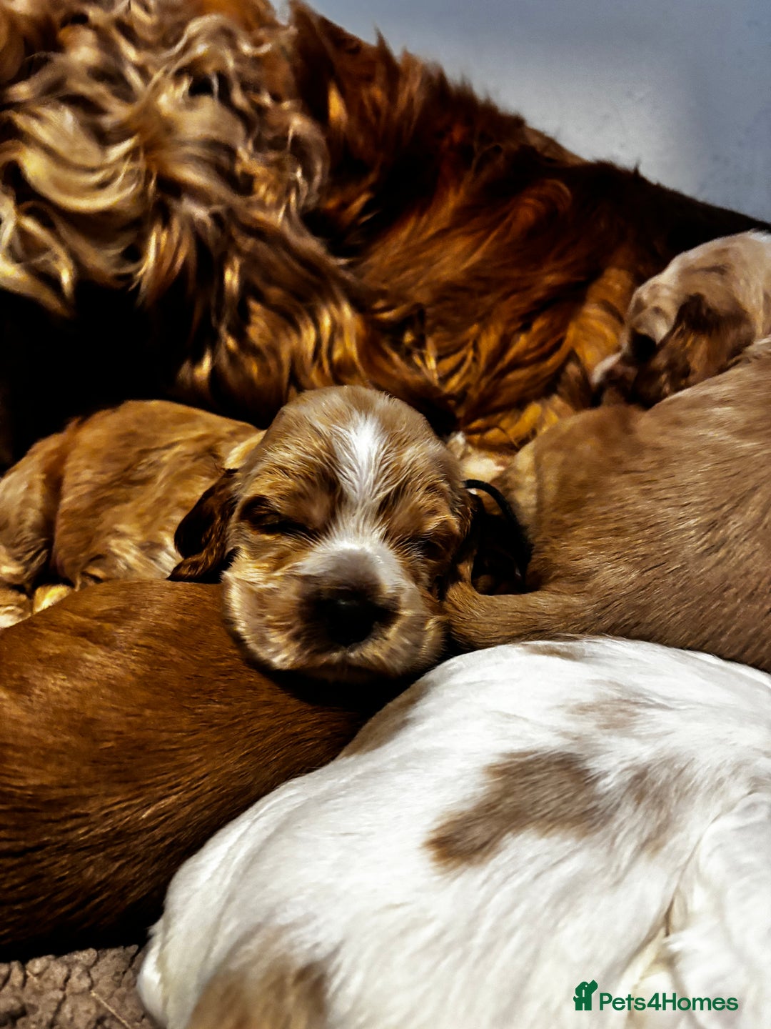 Cocker Spaniel dogs for sale: COME AND MEET US NOW Outstanding  show type - Image 28