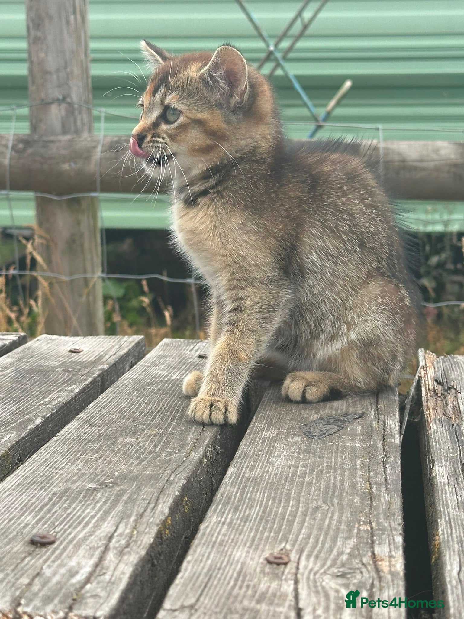 Domestic Shorthair cats Beautiful male kitten - Advert 3