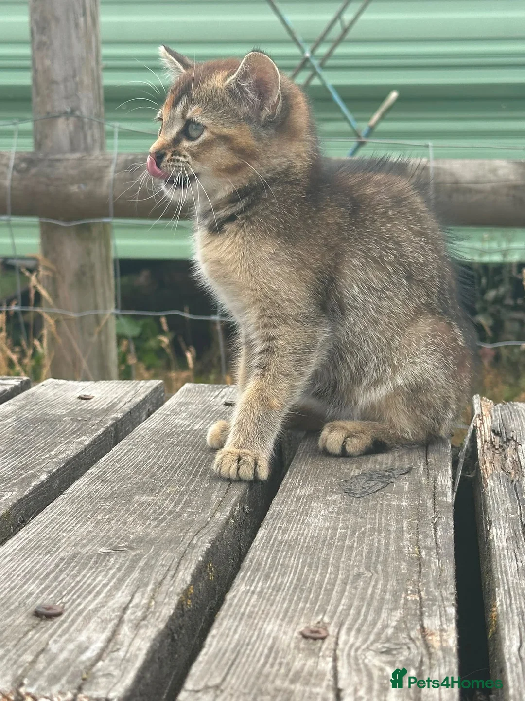 Domestic Shorthair cats for sale: Beautiful male kitten - Advert 1