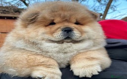 Chow Chow dogs for sale: Kc Registered Chow Chow Pups - Image 1
