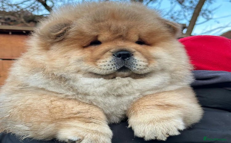Chow Chow dogs - Advert 1